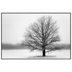tableau-impression-sur-verre-arbre-noir-blanc-froid-decoration-murale-nature-boisetdeco-cambresis-nord