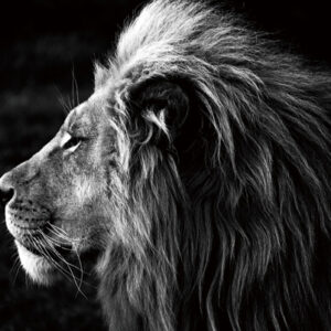 tableau-lion-verre-photo-noir-blanc-impression-peinture-bois&deco-meubles-gibaud