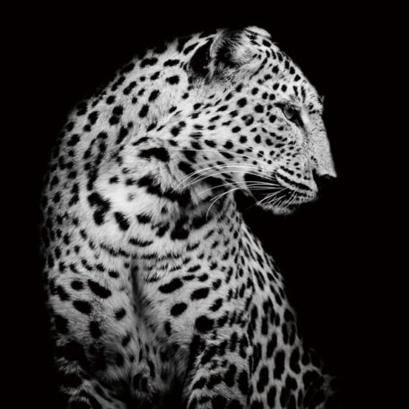 Tableau Noir Et Blanc Leopard main image 0